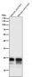 Anti-MUC1 Rabbit Monoclonal Antibody